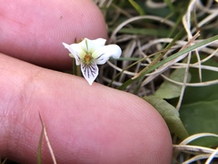 Viola pallens
