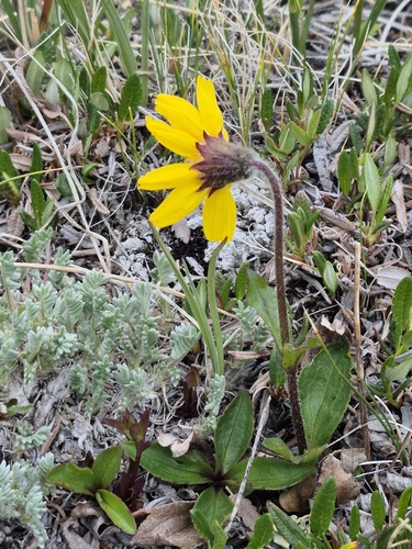 Arnica griscomii, photograph 4