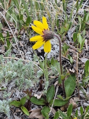 Arnica griscomii, photograph Syd Cannings, CC BY, iNaturalist via GBIF