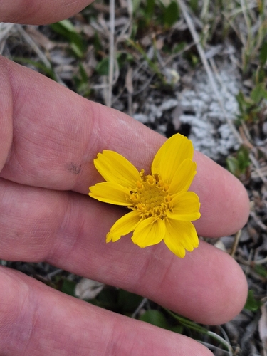 Arnica griscomii, photograph 5