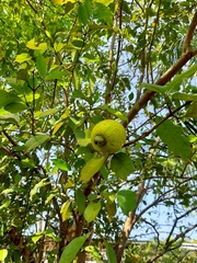 Psidium friedrichsthalianum
