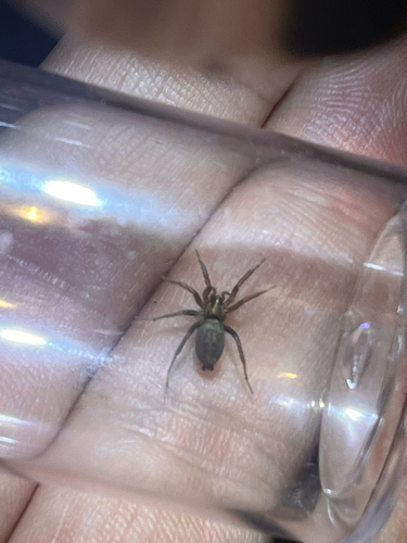 iNaturalist observation photo of Stealthy Ground Spiders