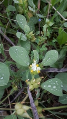 Tripodion tetraphyllum image