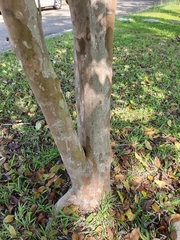 Psidium friedrichsthalianum