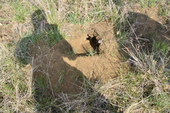 Geomys bursarius