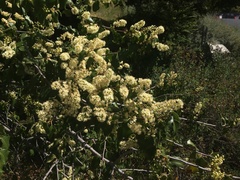 Prunus ilicifolia lyonii