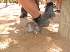 Rufous Rat-Kangaroo photo 4