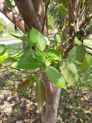 Psidium friedrichsthalianum