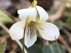 Viola pallens