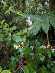 Begonia acerifolia, photograph (c) Yuri Sofronov, some rights reserved (CC BY)