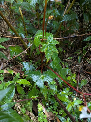 Begonia acerifolia, photograph 3