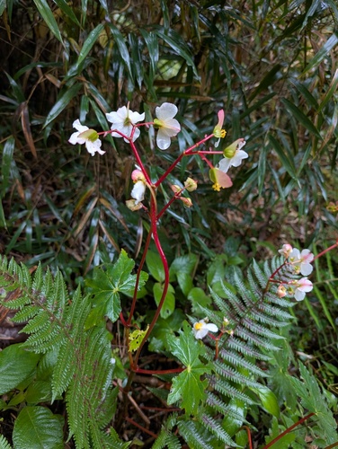 Begonia acerifolia
