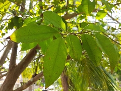 Psidium friedrichsthalianum