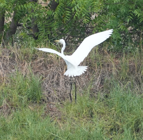 Medium Egret (Ardea intermedia), photo 9