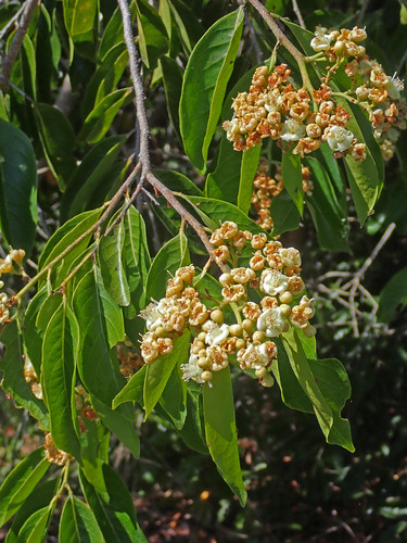 Maranthes corymbosa, photograph 5
