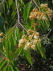 Maranthes corymbosa, photograph (c) Lachlan Copeland, some rights reserved (CC BY-SA)