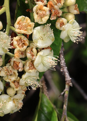 Maranthes corymbosa, photograph (c) Lachlan Copeland, some rights reserved (CC BY-SA)