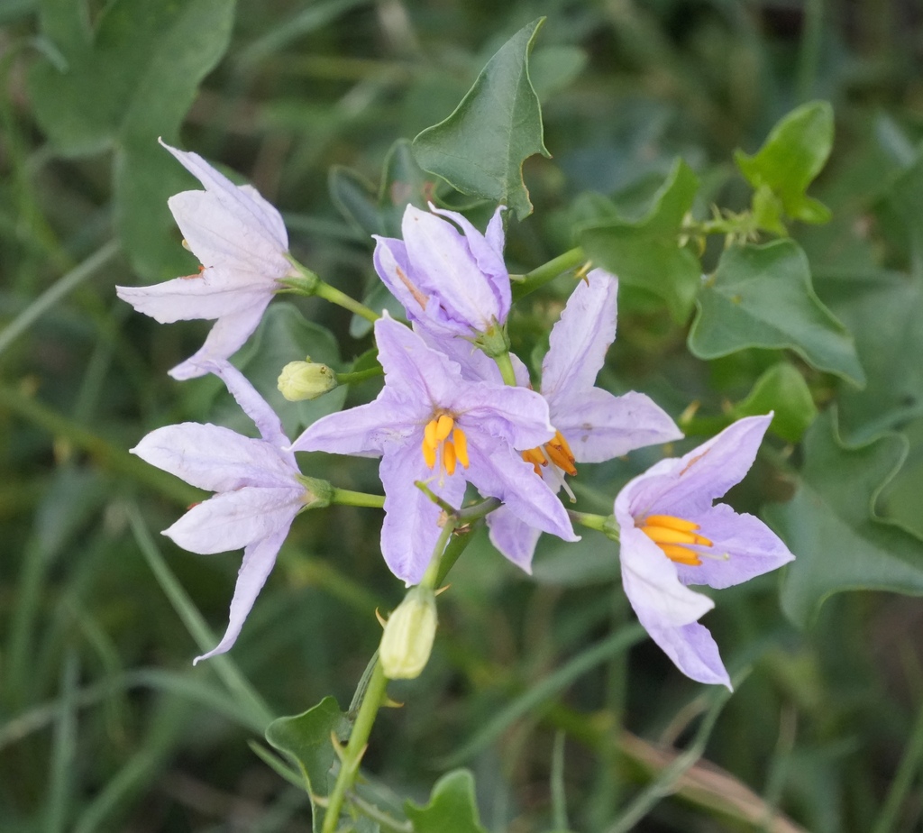 Solanum trilobatum; photograph (c) Aparna, some rights reserved (CC BY)