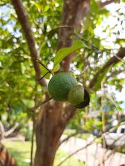 Psidium friedrichsthalianum