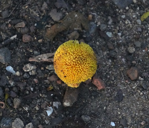 Neolamarckia cadamba