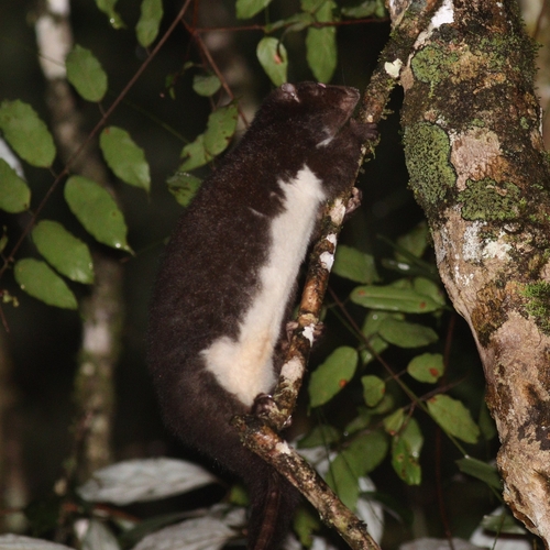 Herbert River Ring-tailed Possum