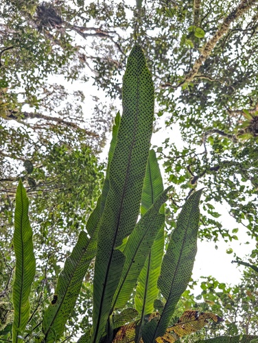 Niphidium crassifolium, photograph 4
