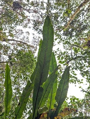Niphidium crassifolium, photograph (c) Yuri Sofronov, some rights reserved (CC BY)