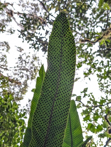 Niphidium crassifolium, photograph 3