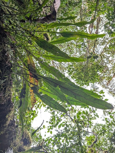 Niphidium crassifolium, photograph 5