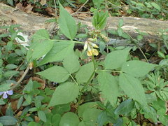 Vicia oroboides