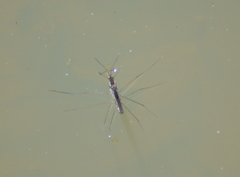 Limnoporus canaliculatus