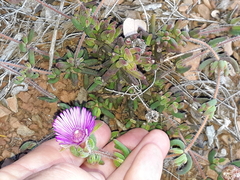 Drosanthemum striatum