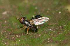 Anaphalantus