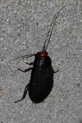 Oxyhaloa deusta