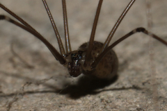 Smeringopus natalensis