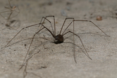 Smeringopus natalensis