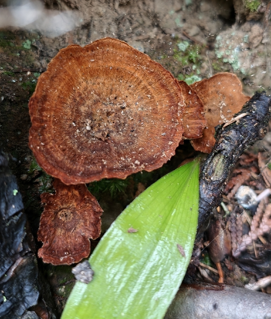 Brown Funnel Polypore