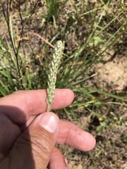 Plantago wrightiana