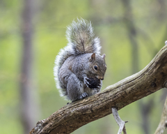 Sciurus carolinensis