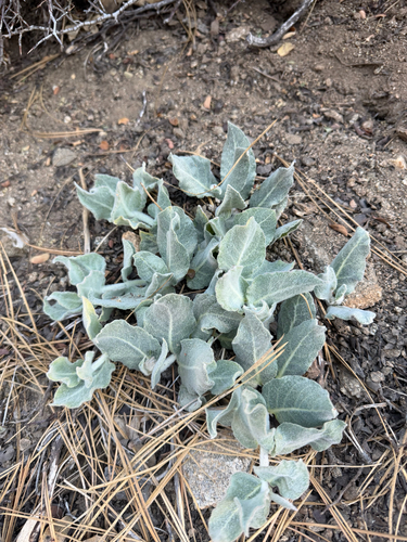 Asclepias californica