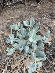 Asclepias californica