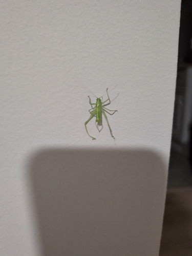 Southern Oak Bush-cricket
