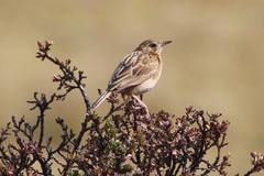 Anthus bogotensis