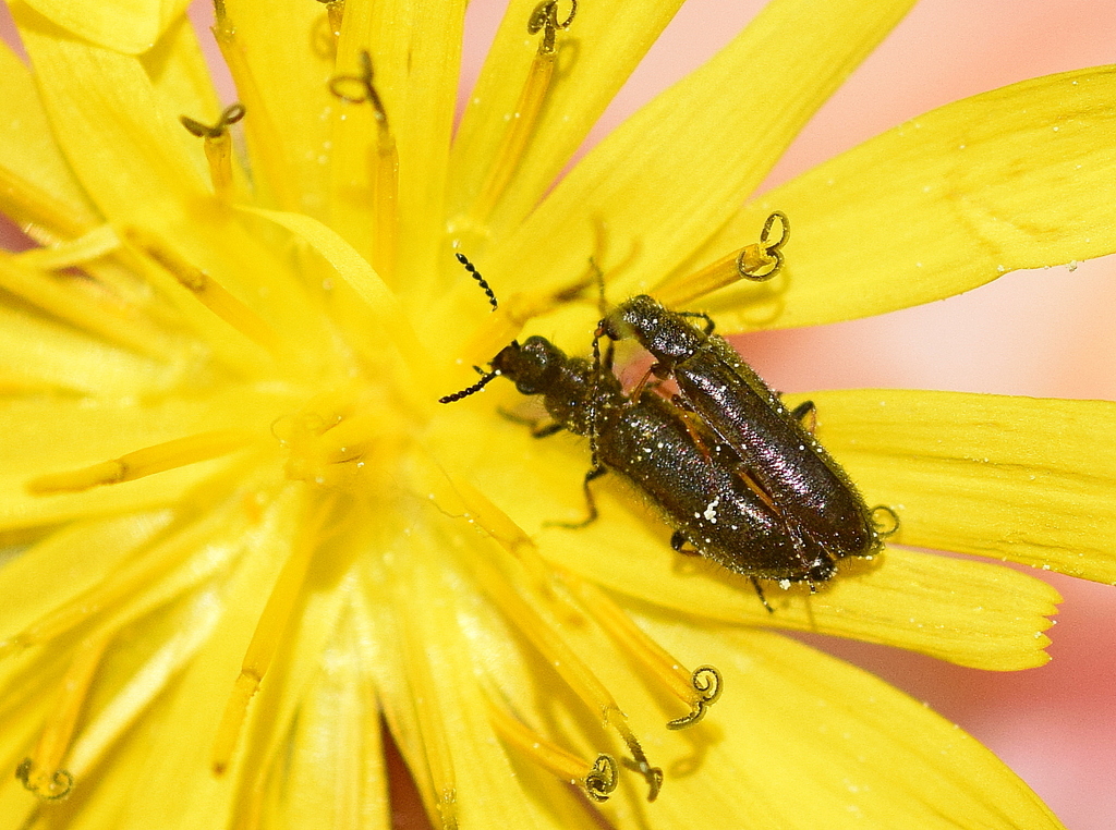 Dasytes virens