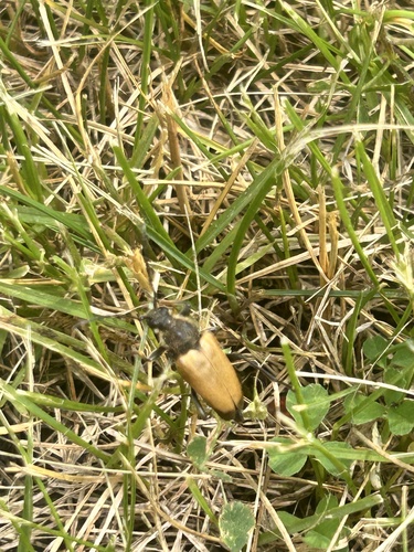 Minnesota Long-horned Beetle
