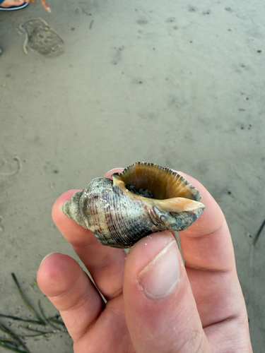 Thais haemastoma floridana, 2026-06-29