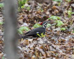Dryocopus pileatus