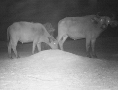 Syncerus caffer brachyceros