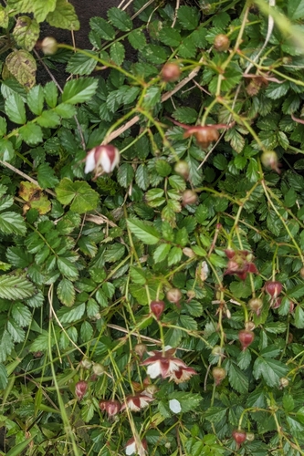 Rubus taiwanicola
