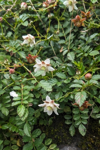 Rubus taiwanicola, photograph 2